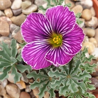 Oxalis  'Waverley Hybrid'